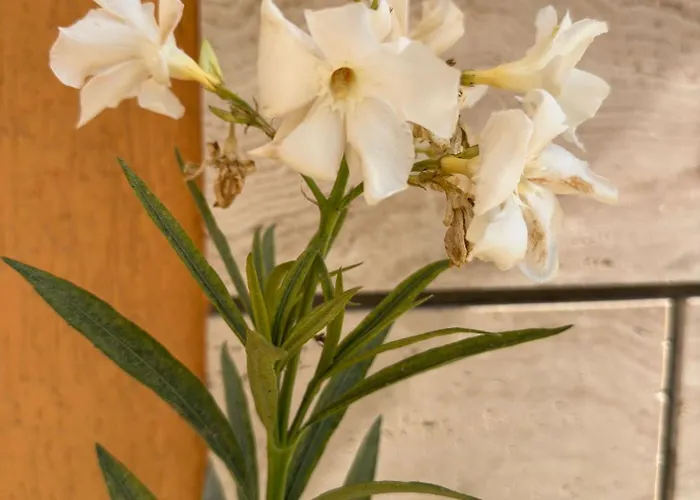 Hotel Boulevard Sea Residenz 250 Meter Zum Sandstrand Sunny Beach