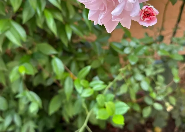 Boulevard Sea Residenz 250 Meter Zum Sandstrand Hotel Sunny Beach